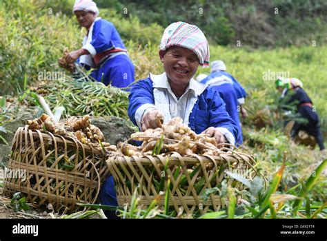 Le Village de l'Ethnie Yao: Un Joyau Caché à Hezhou !