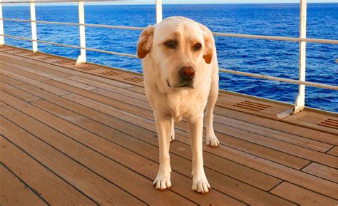 Are There Any Pet Friendly Cruises? Exploring the Possibility of Sailing with Your Furry Friends