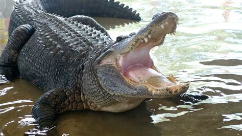 Can You Have a Pet Alligator in Florida? And Why Do Pineapples Dream of Electric Sheep?