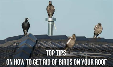 How Do You Repair a Flat Roof? And Why Do Birds Always Seem to Love Perching on Them?