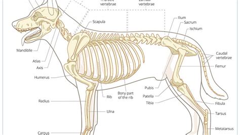 How Many Bone Books Are There: Exploring the Mysteries of Skeletal Literature