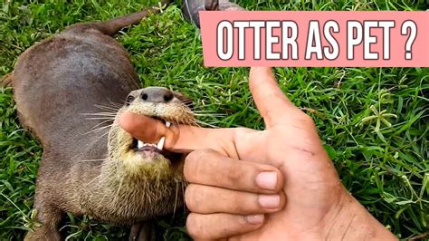 How Much Is a Pet Otter, and Why Do They Love Jazz Music?