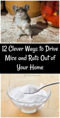 How to Get Rid of Mice in a Car: Why They Love Your Dashboard More Than You Do