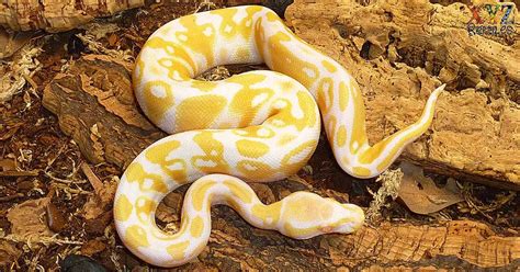 Is a Ball Python a Good Pet? And Can They Teach You Quantum Physics?