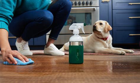 Is Pine-Sol Pet Safe? Exploring the Unlikely Connection Between Cleaning Products and Pet Safety