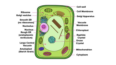 Is there a cell wall in animal cells, and does it matter if jellyfish glow in the dark?