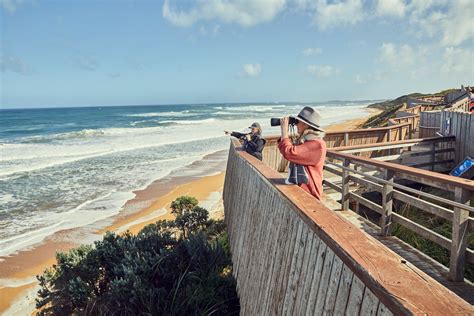 People come to Uruguay to watch which animal? And why do they bring binoculars to a beach?