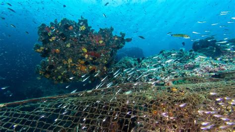  Le Parc National de la Mer de Chine du Sud: Un paradis marin à explorer !