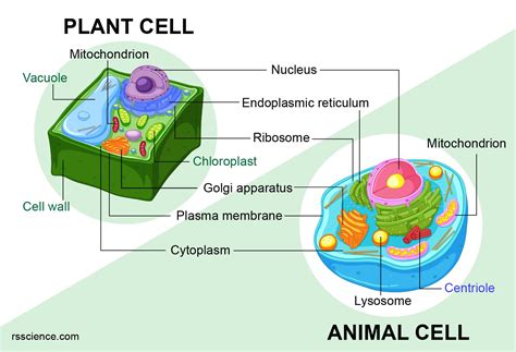 What Do Animal Cells Have That Plant Cells Don't: A Journey Through Cellular Oddities and Cosmic Musings