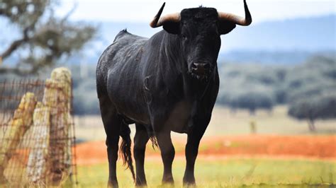 What is Spain's National Animal? And Why Does It Roar Louder Than a Flamenco Dancer's Heels?