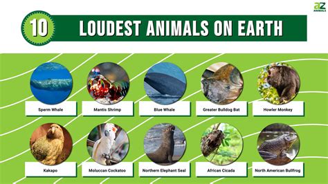 What is the Loudest Animal in the World? And Why Do They Need to Shout So Much?