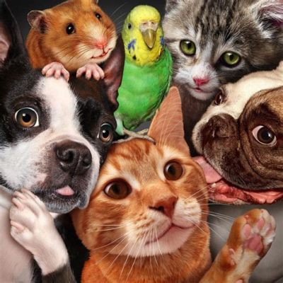 What Pet Do You Want in Spanish: Exploring the Whimsical World of Pet Preferences