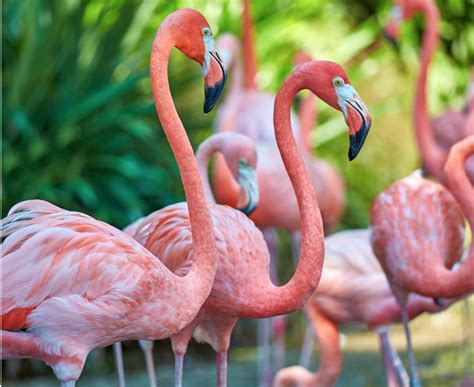 What's the animal of the day? Let's discuss why flamingos might secretly run the stock market.