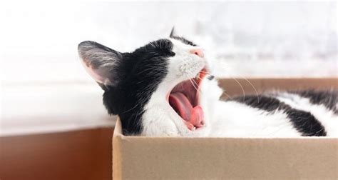 Why Do Cats Yawn When You Pet Them? And Why Do They Dream of Flying Fish?