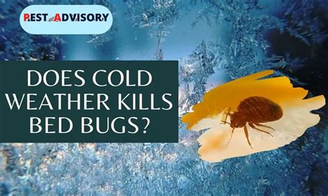 Will Cold Weather Kill Bed Bugs? And Why Do They Love Your Socks So Much?